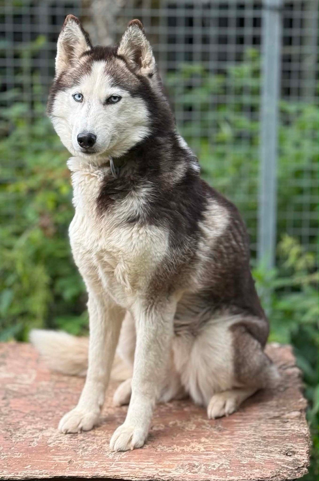 Siberian Husky tispe