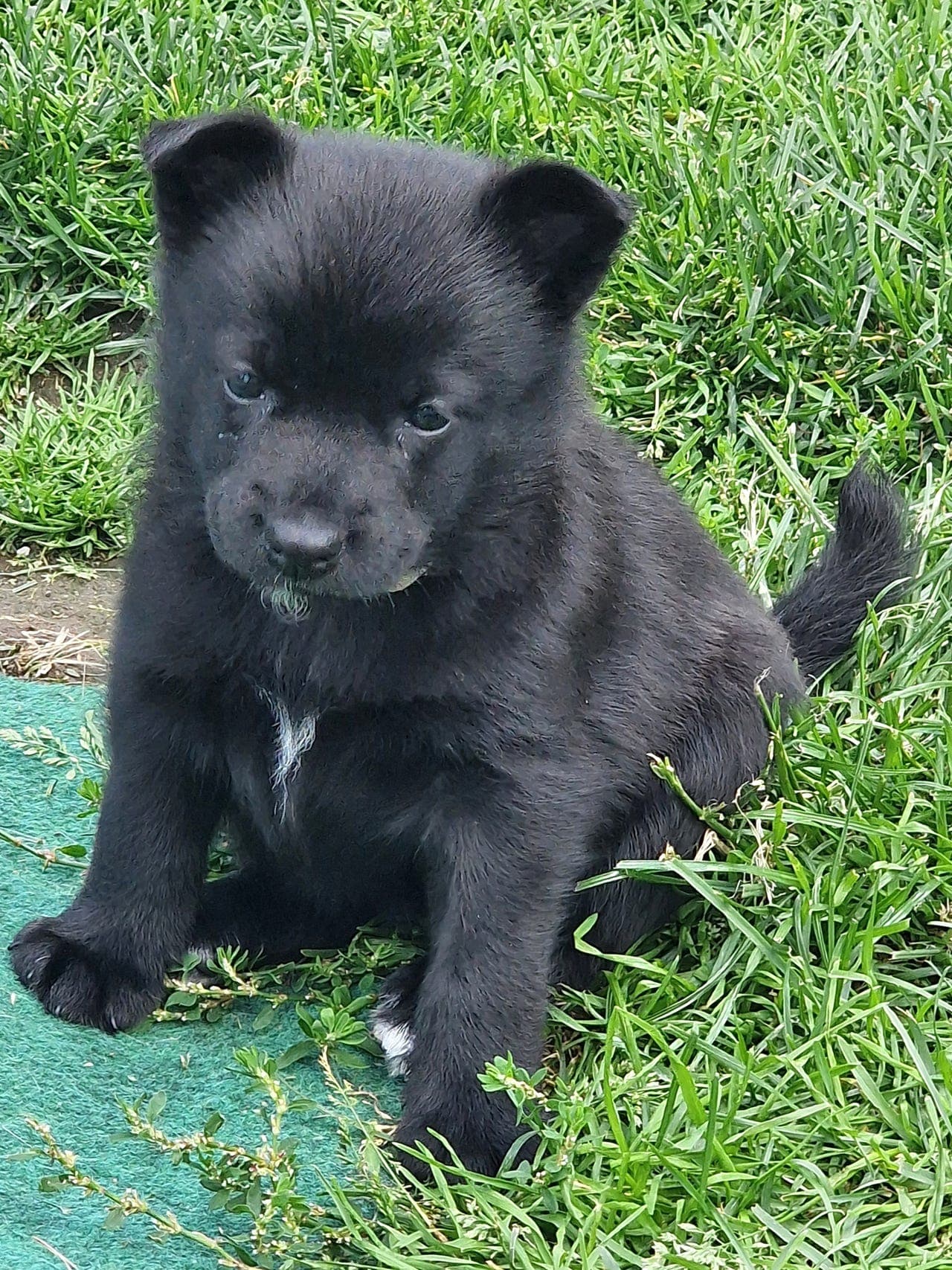 norsk buhund /buhund valper til salgs