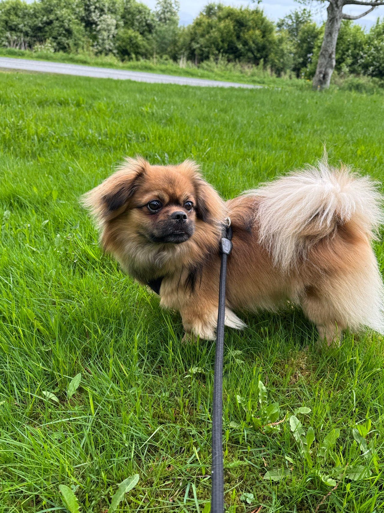 Tibetansk Spaniel med stamtavle vurderes solgt.