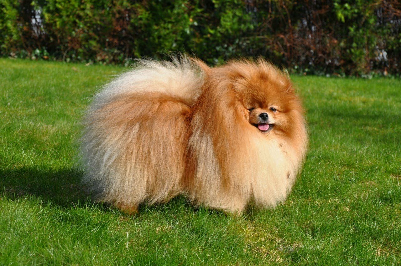 Pomeranian hann med flott type og fantastisk pels – av høy kvalitet