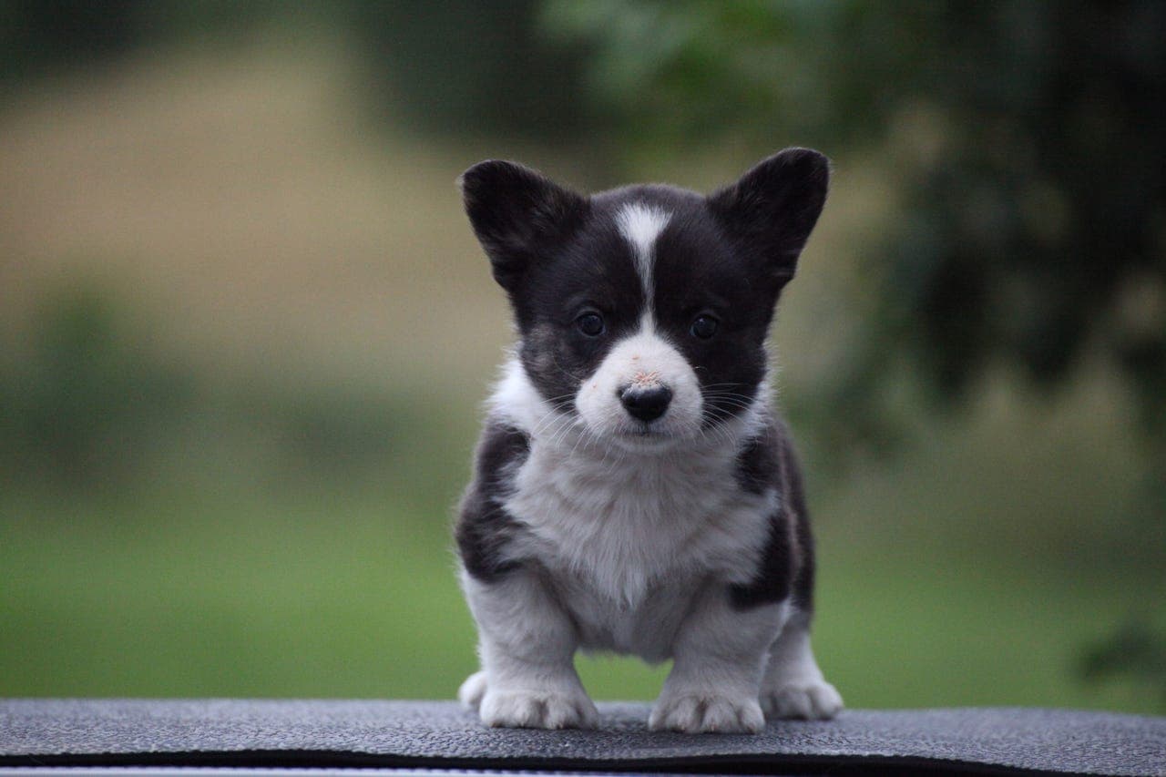 Welsh Corgi Cardigan valper ✨🐾