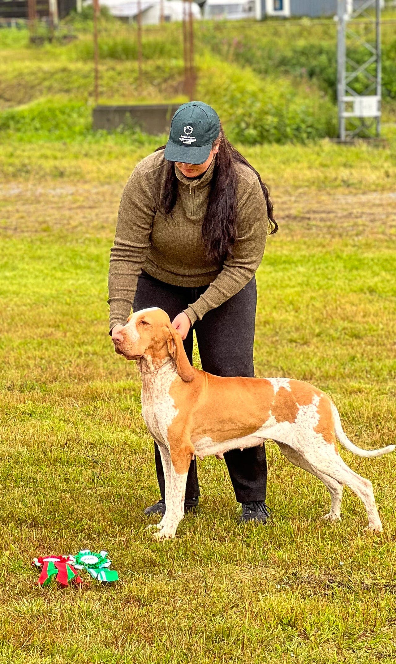 Bracco Italiano valper planlegges