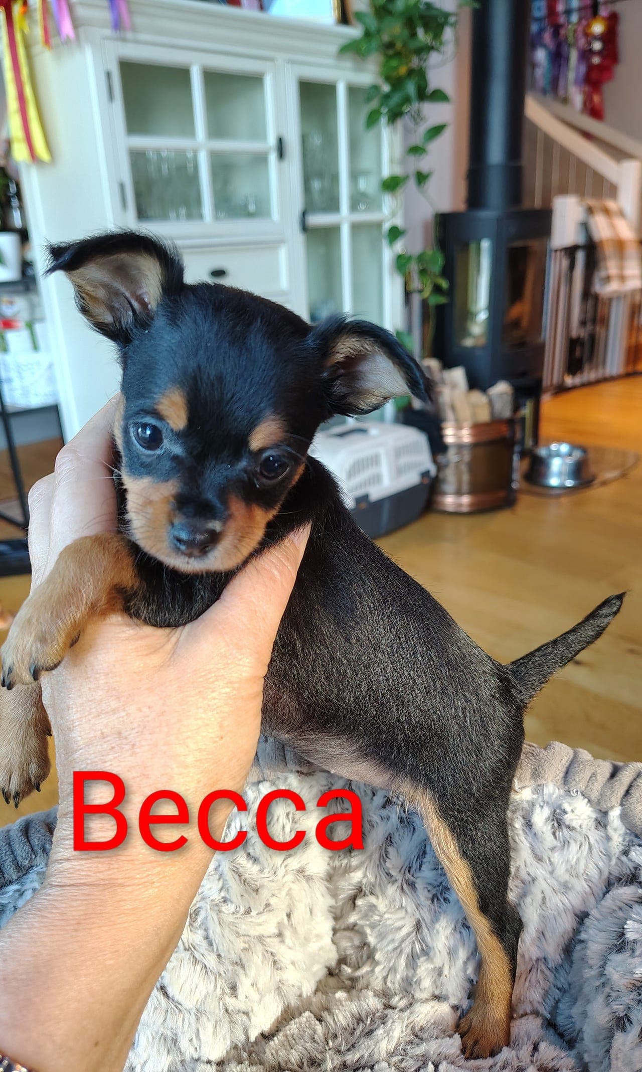 Kennel ❤️🐾 HjerteLabben presenterer:
