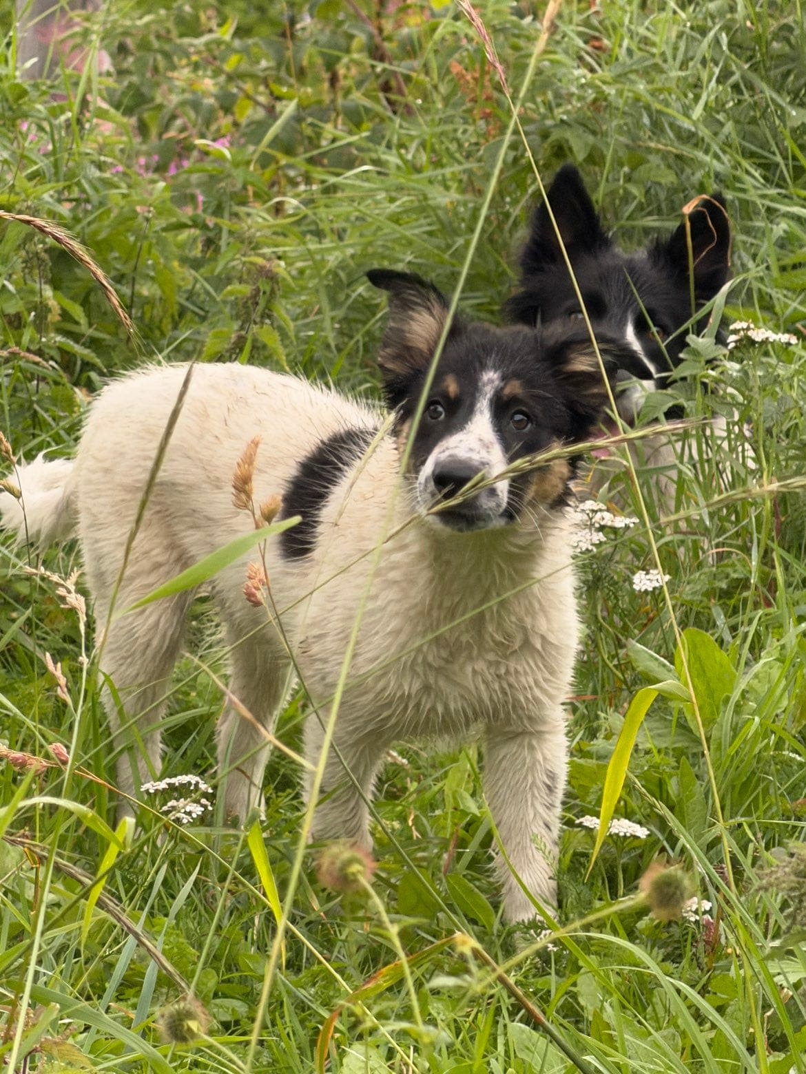Border collie valp selges