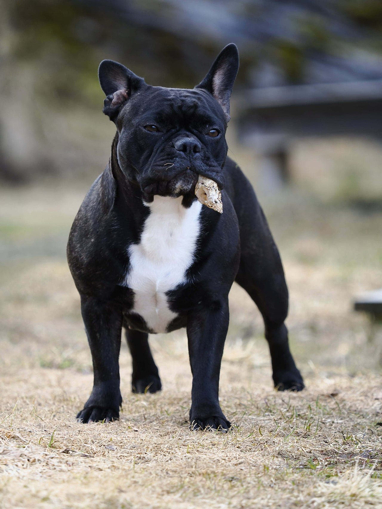 2 år gammel fransk bulldog søker et kjærlig hjem ❤️