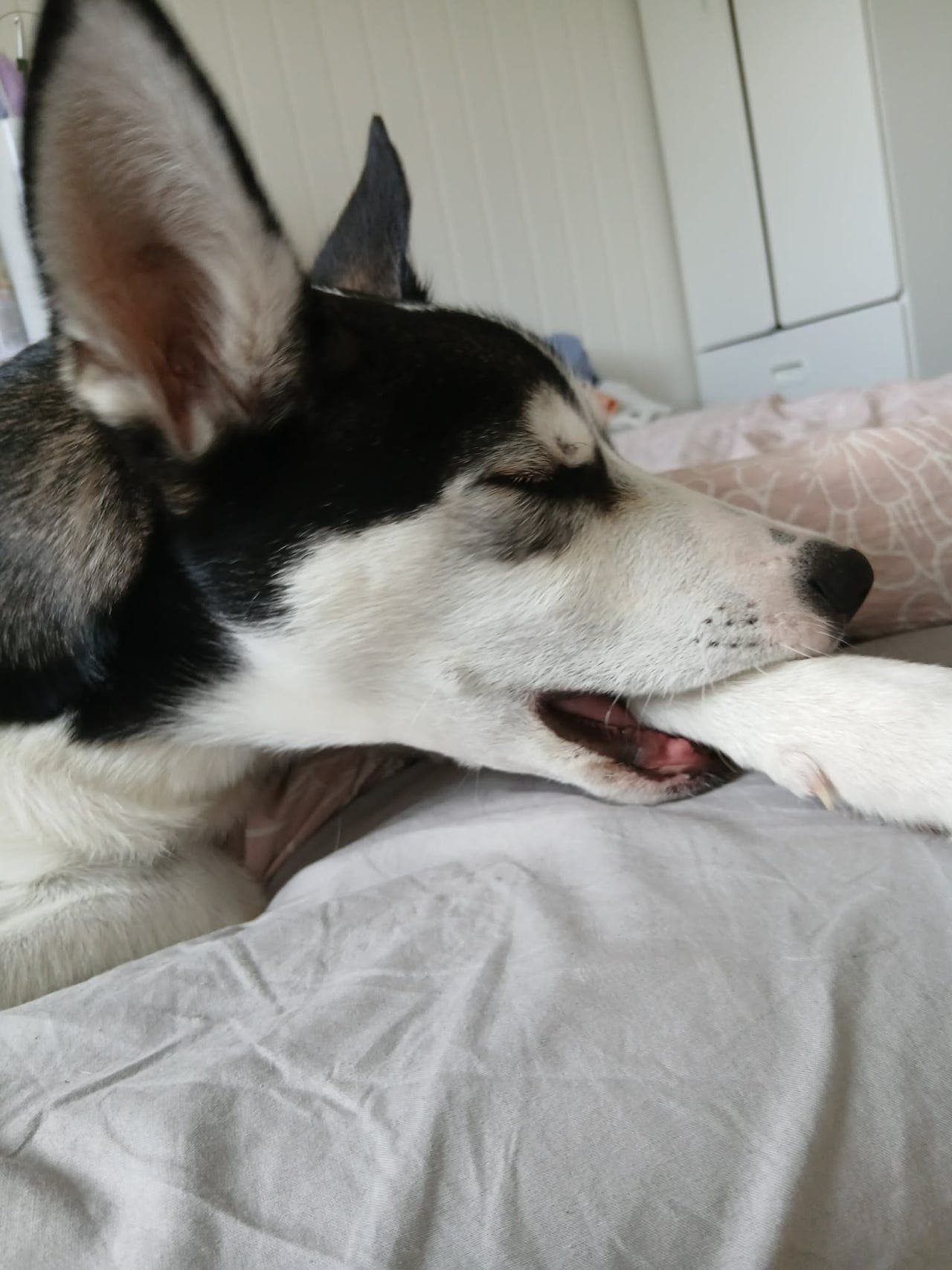 husky valp selges