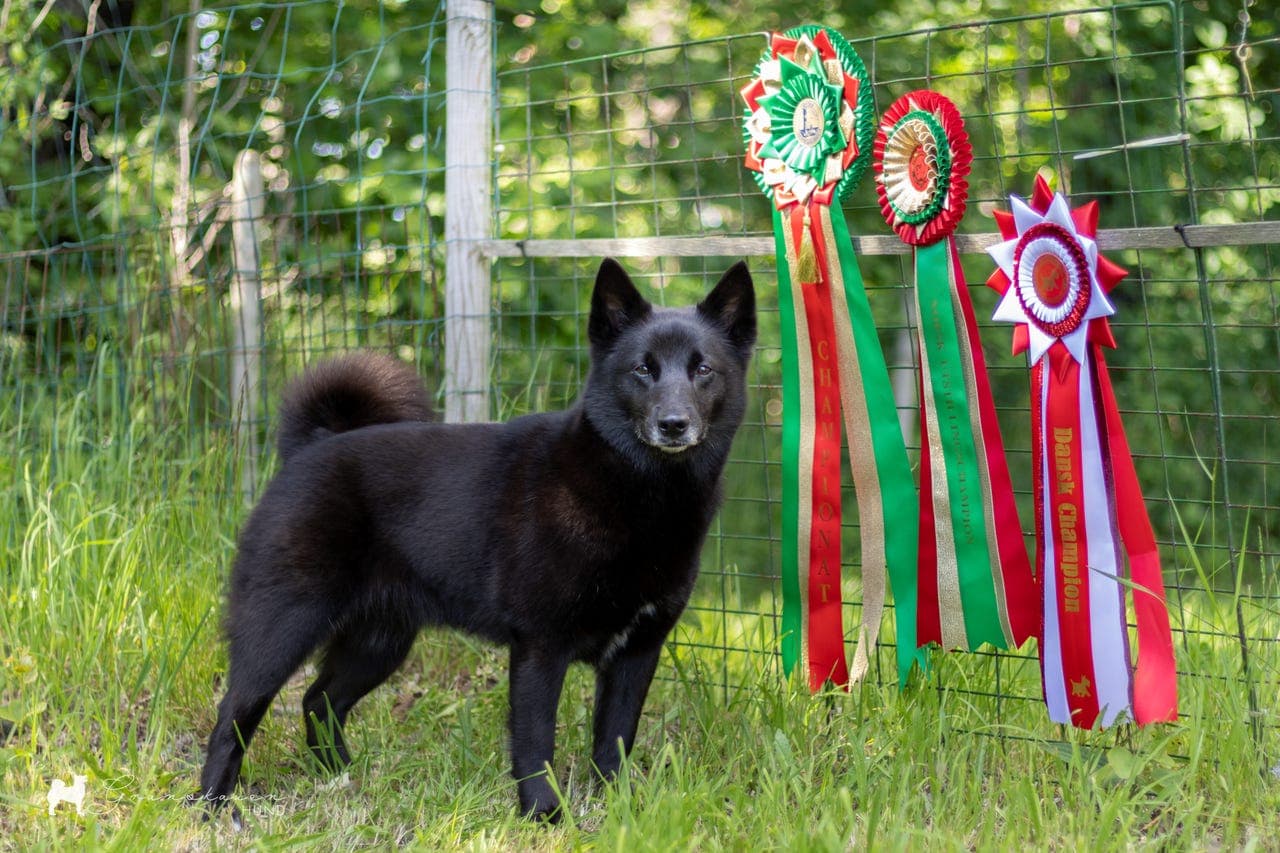 Norsk buhund-valper ventes i starten av september