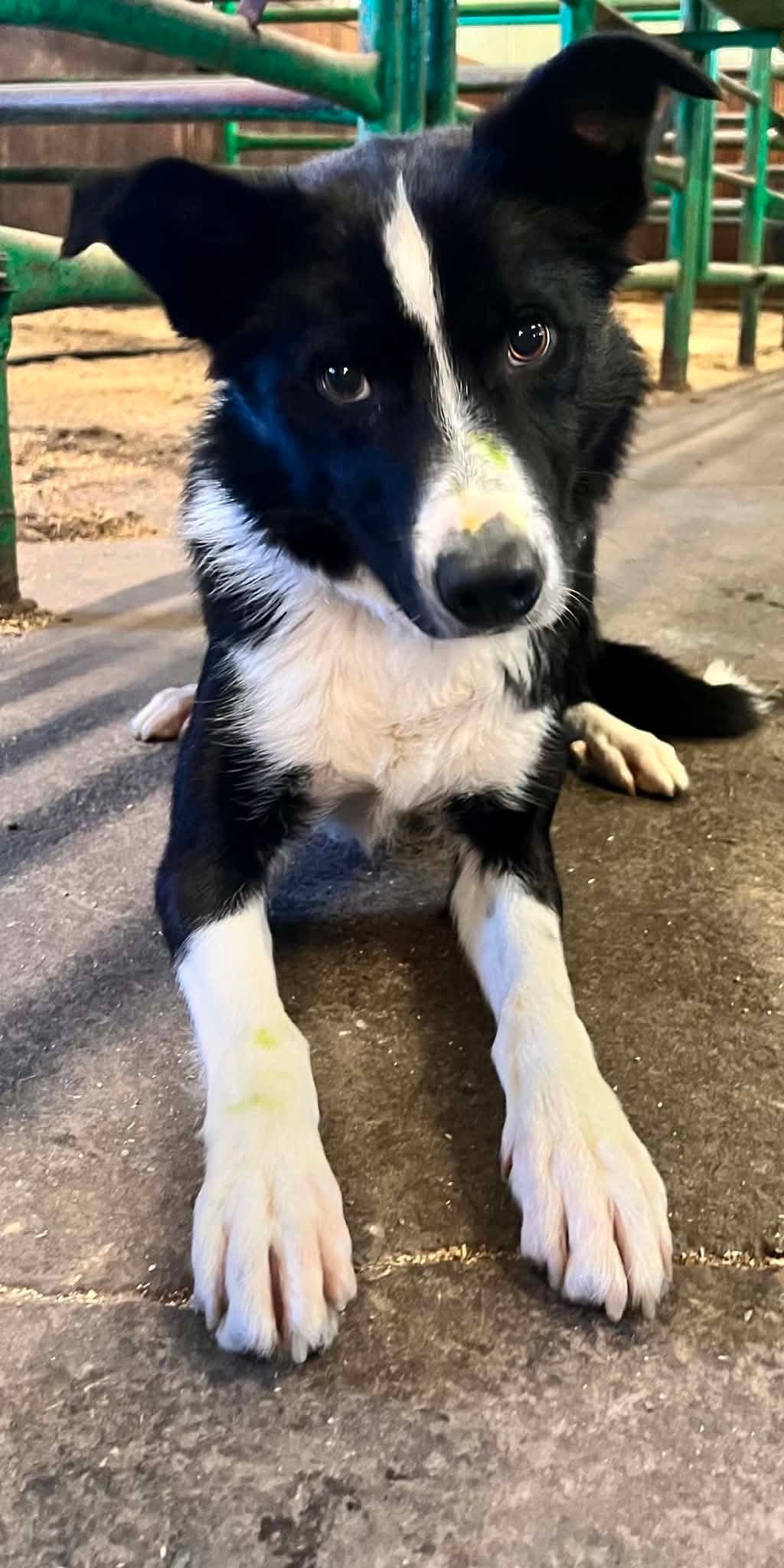 Border collie, hannhund