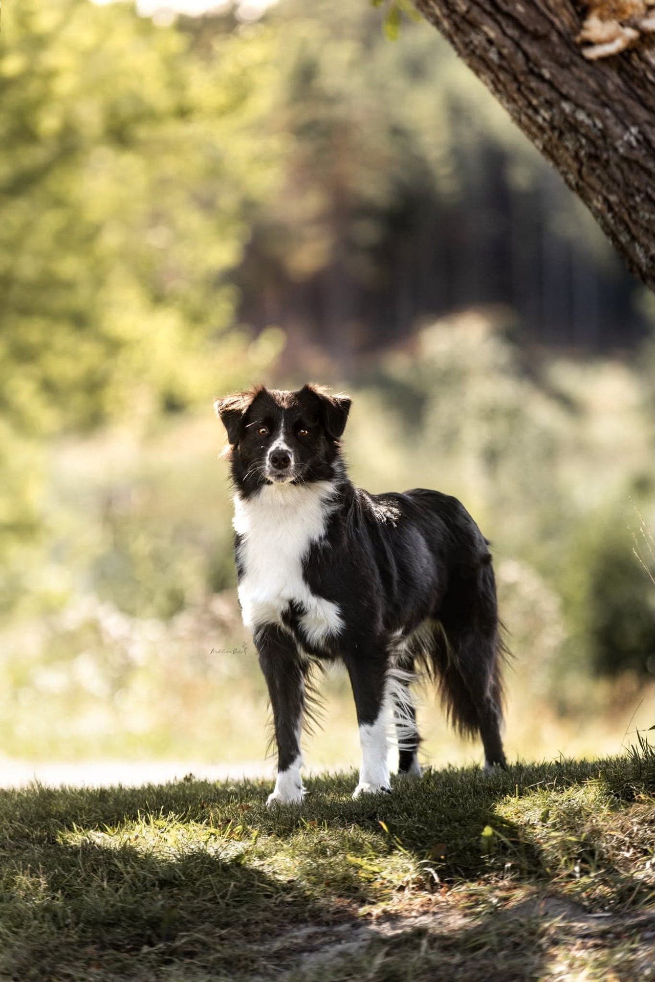 Herlig Australian Shepherd tispe!