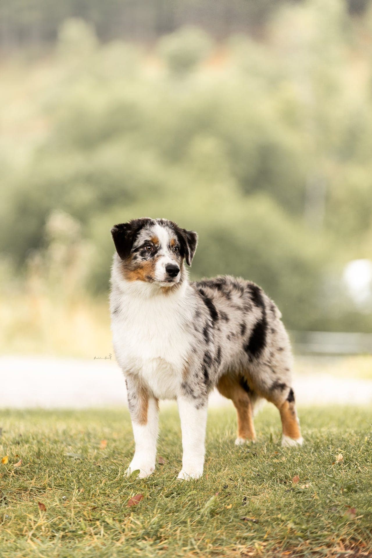 Nydelig blå, langhalet Australian Shepherd hanne selges!