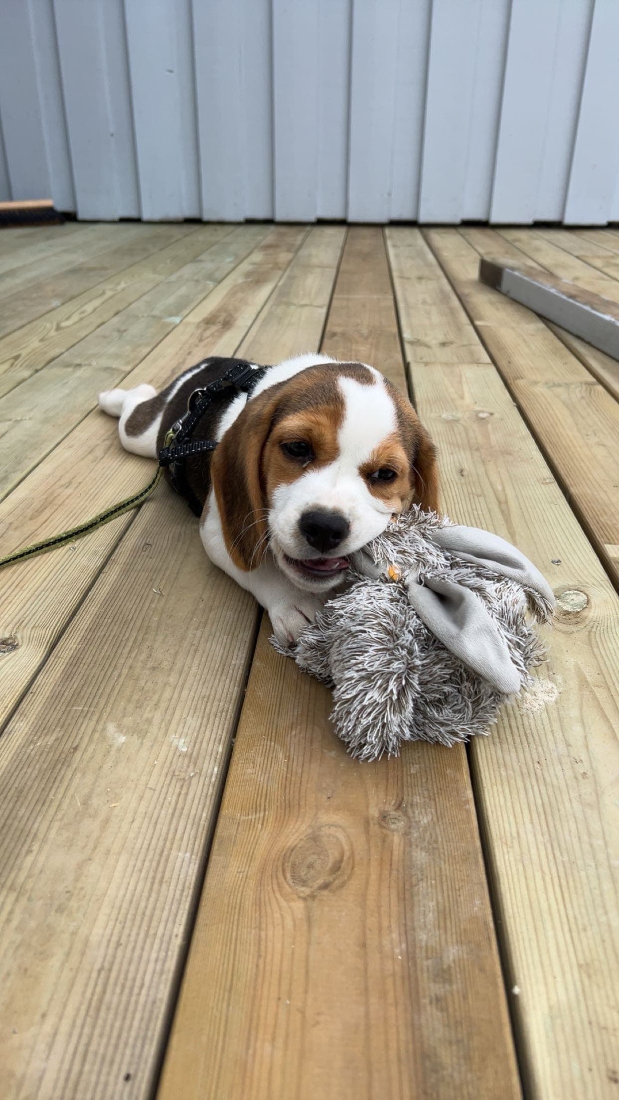 Beagle valp - hann