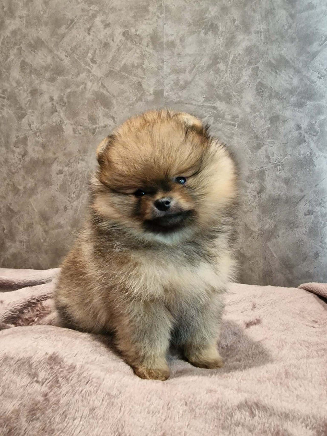 Nydelige, renraset pomeranian valper selges.