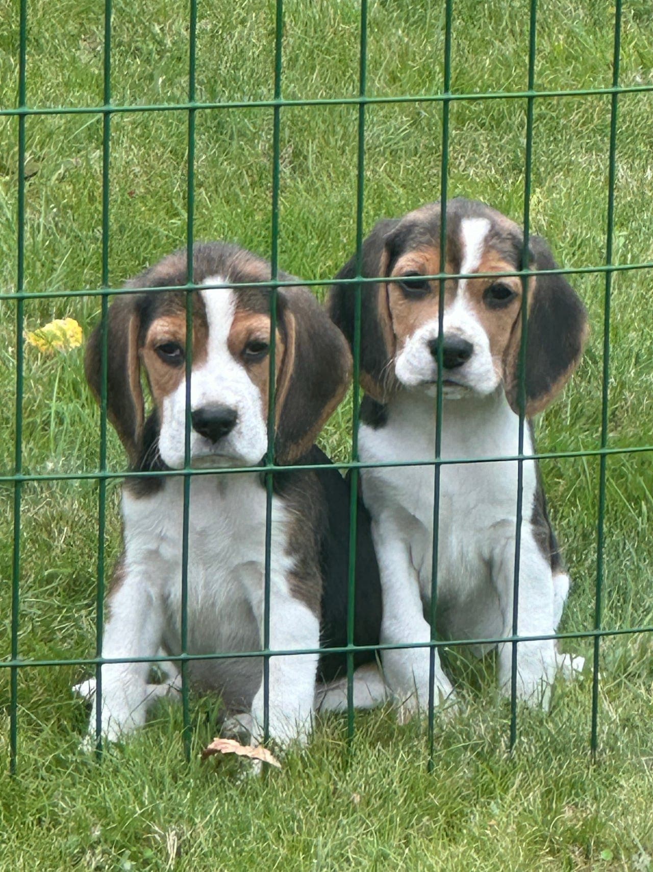 Beaglevalper leveringsklare fra 17/8