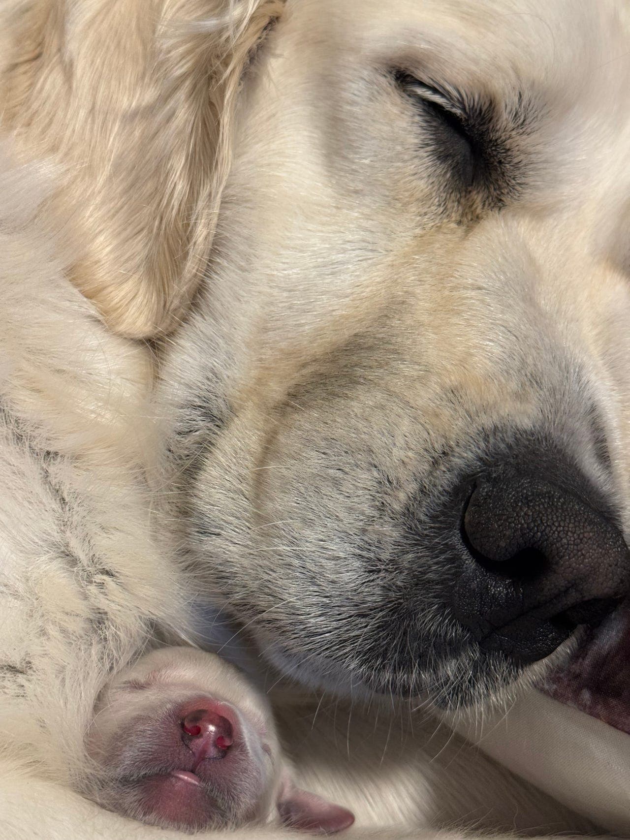 Golden Retriever valper