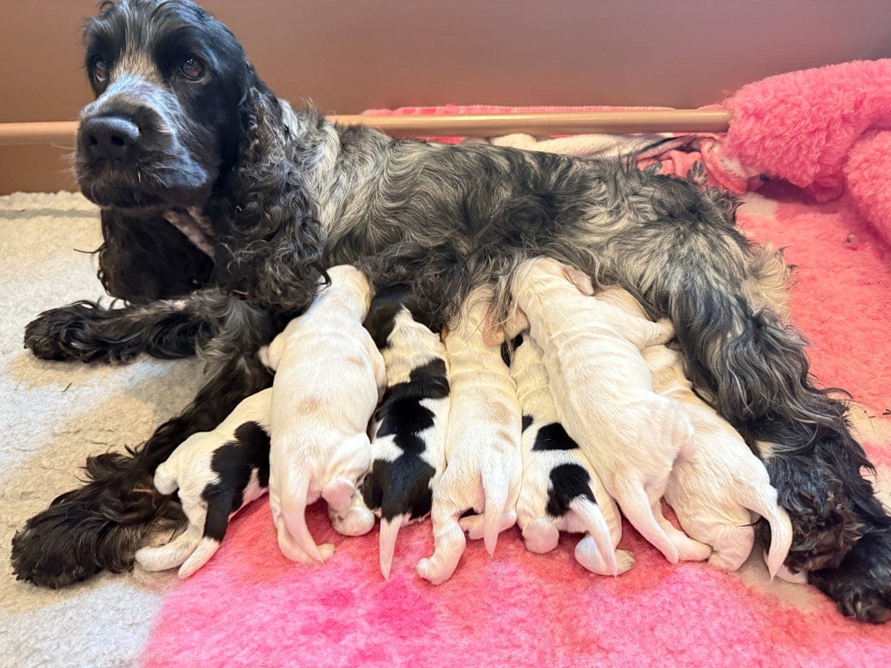 Engelsk cocker spaniel valper