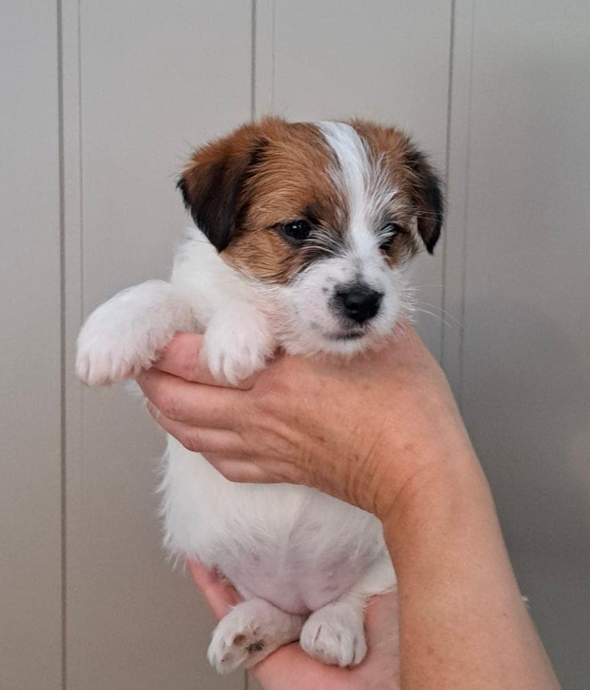 Jack Russell terrier tispevalp