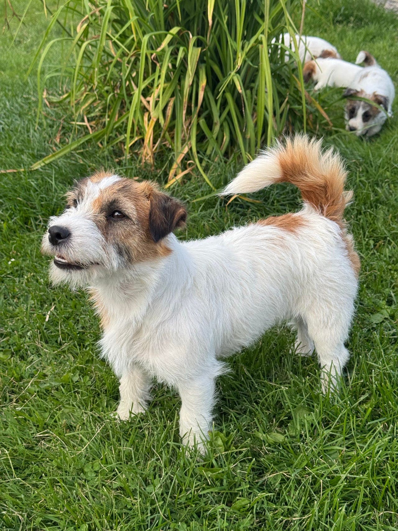 JRT tispe 2år