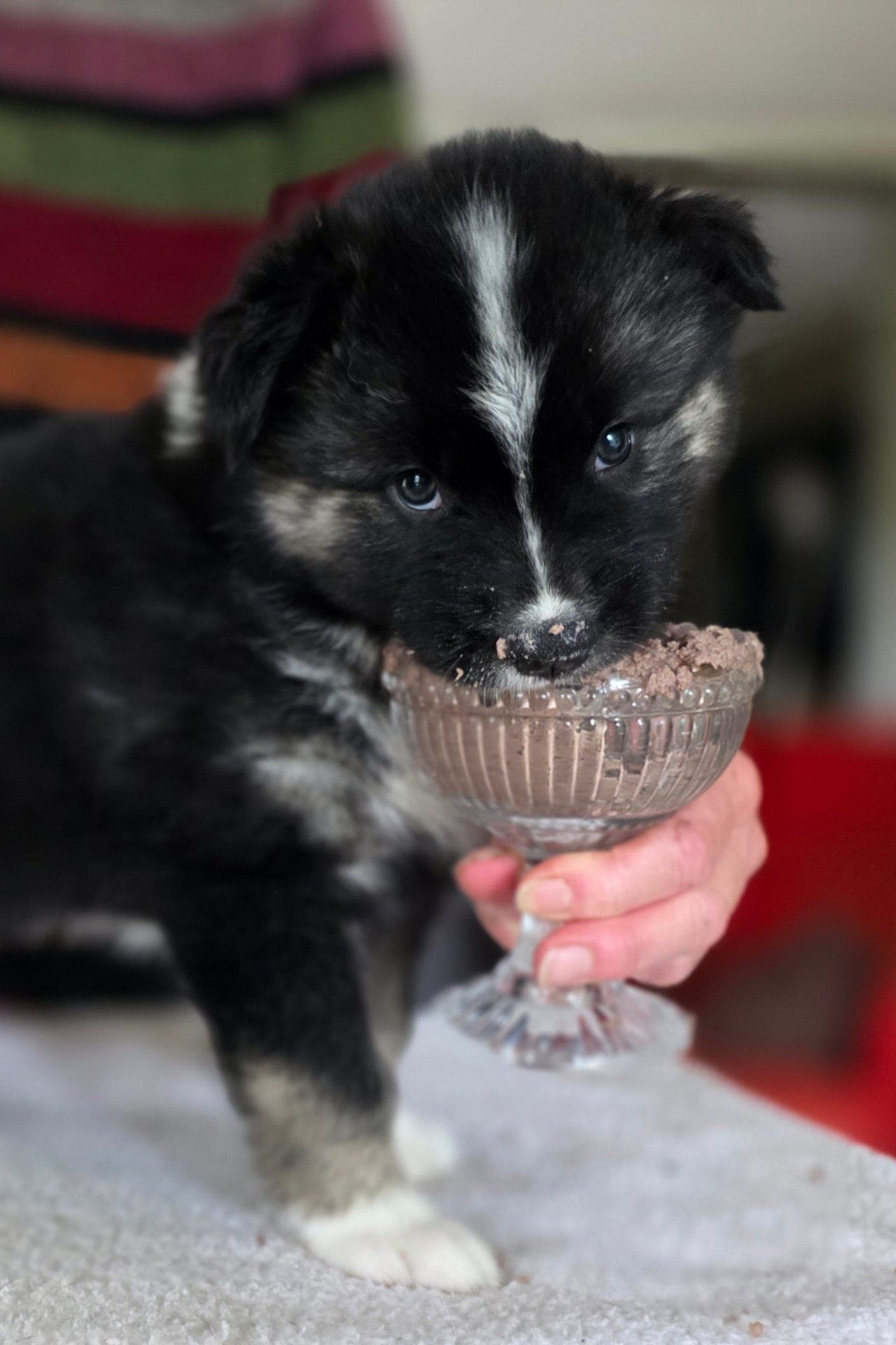 Yakutian Laika valper. Kennel Blåfjellpoter
