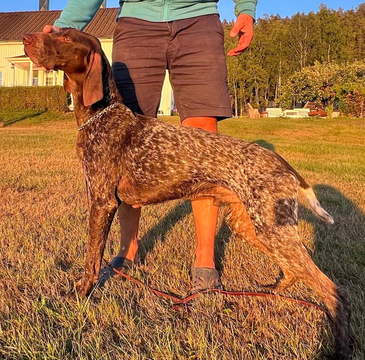 Korthåret Vorsteh hannhund