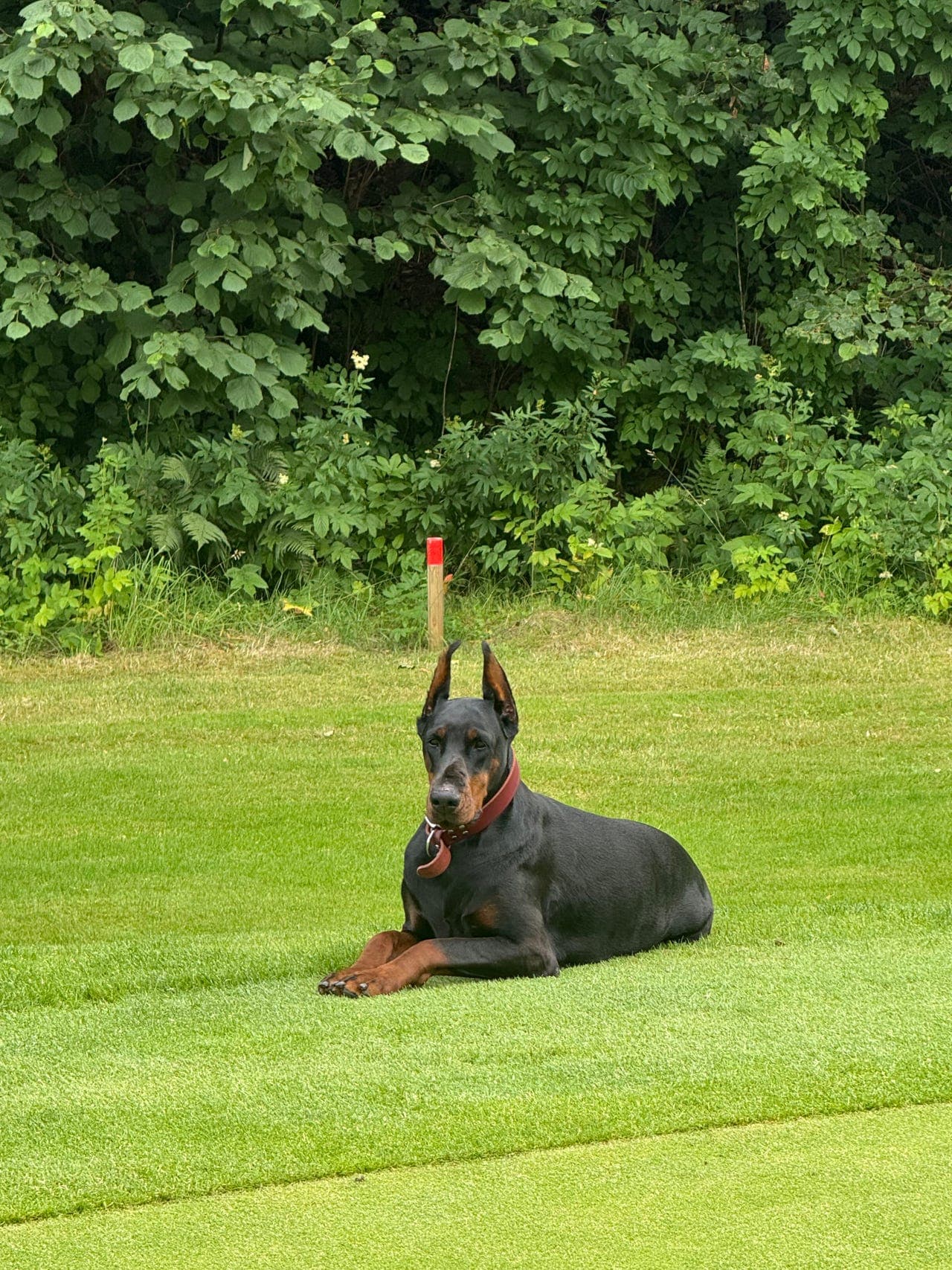 Verdens snilleste dobermannjente søker et trygt og stabilt hjem