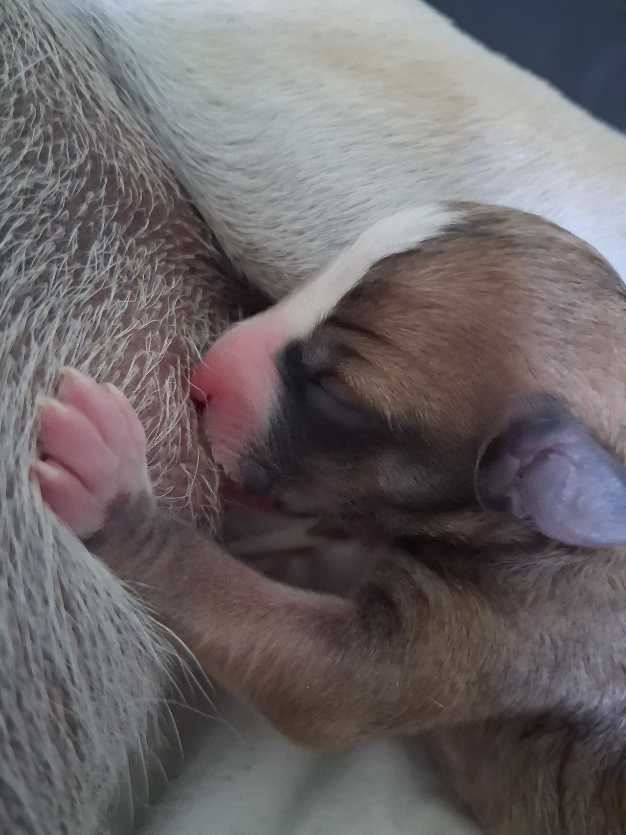 Whippetvalp