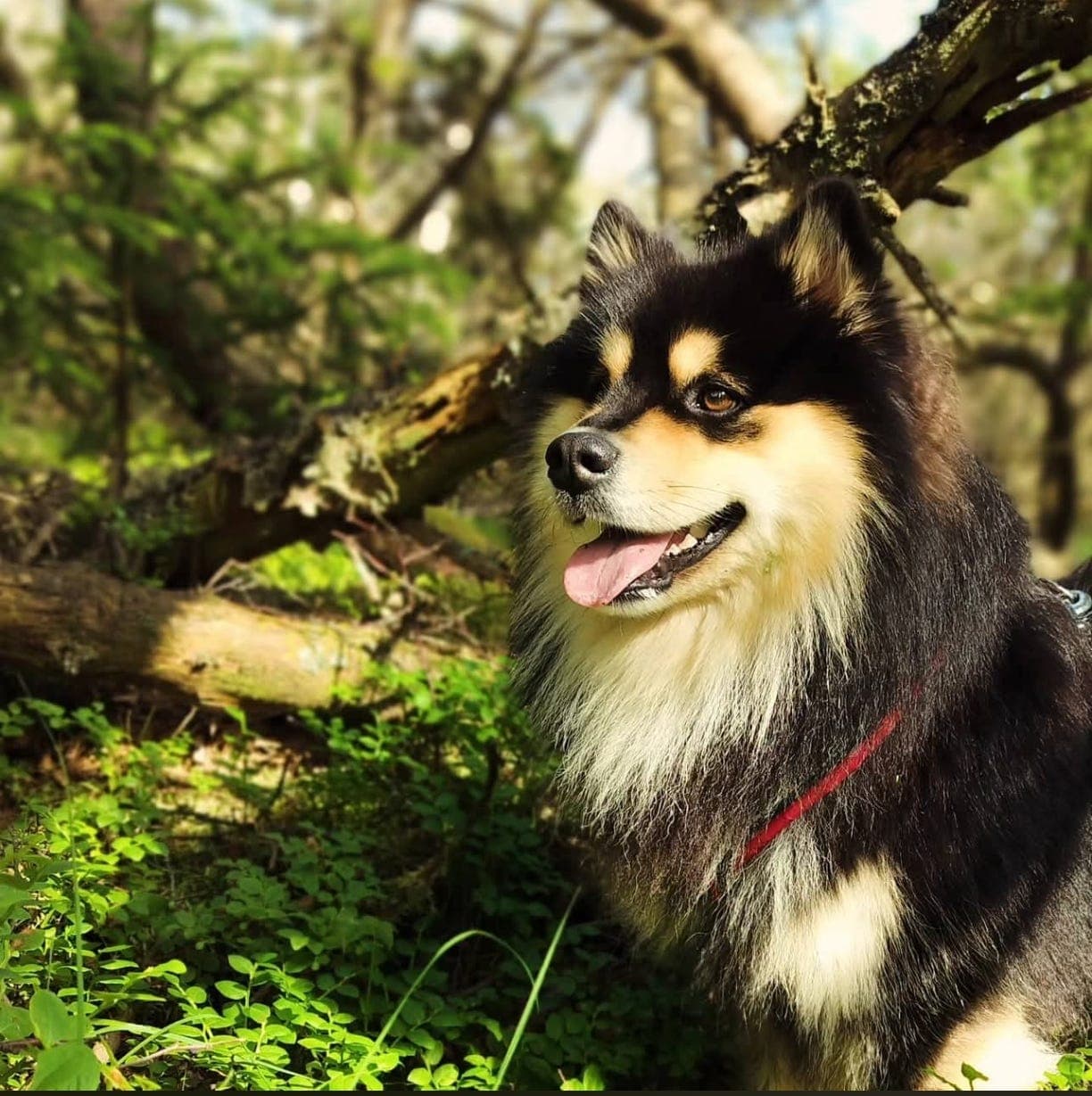 Finsk lapphund (gutt)