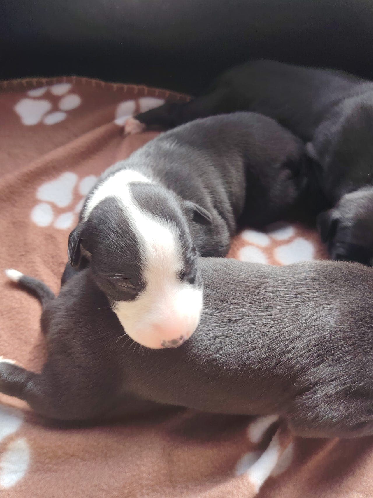 Whippet tispe ledig