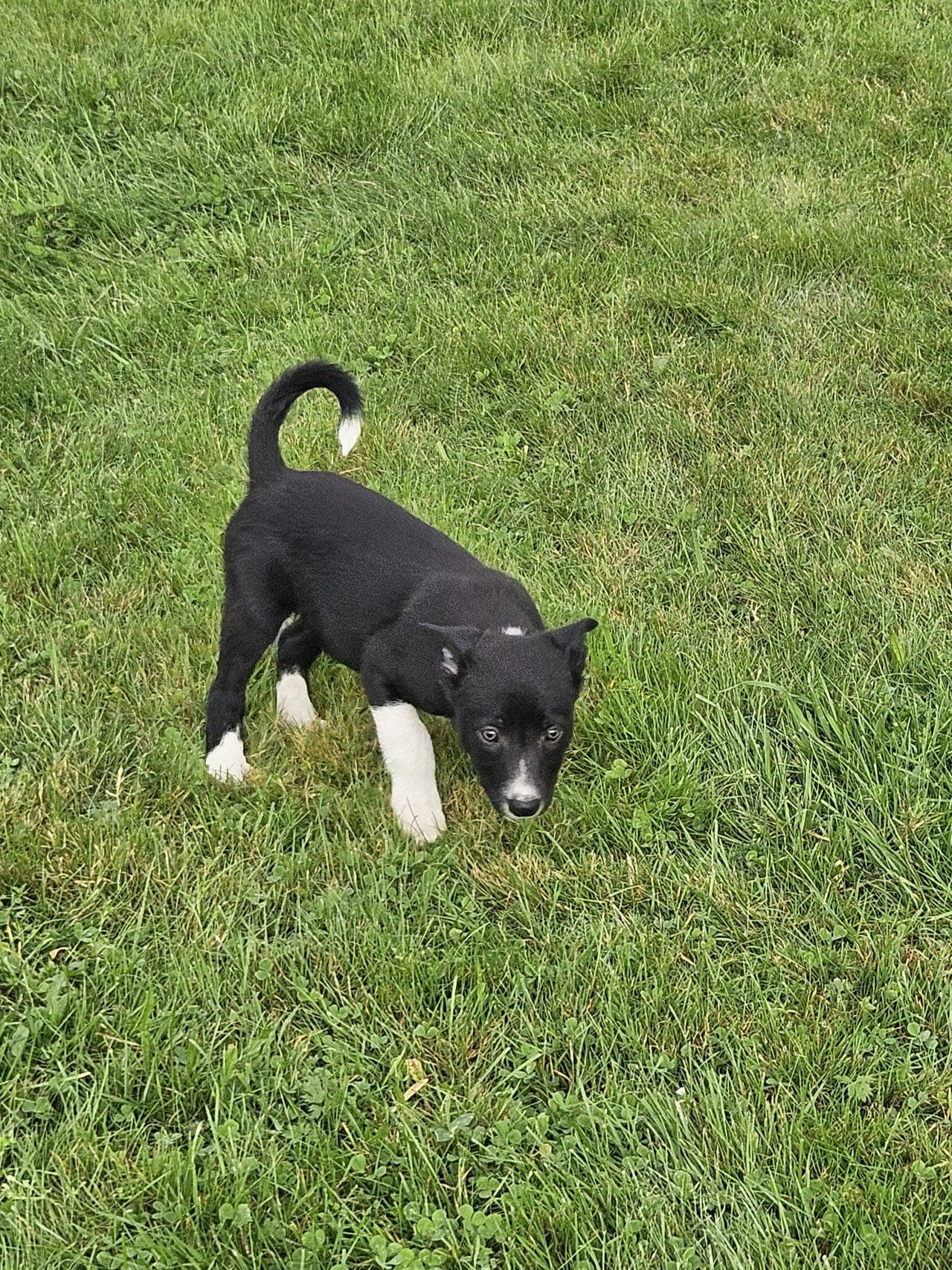 Border collie valper til salgs. En hanne igjen.