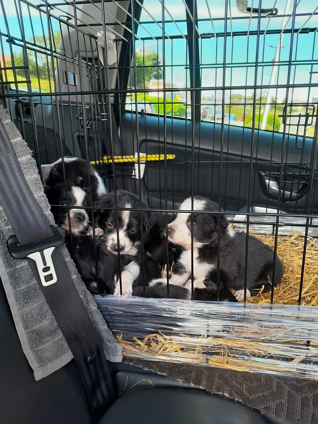 Border collie valper til salgs.