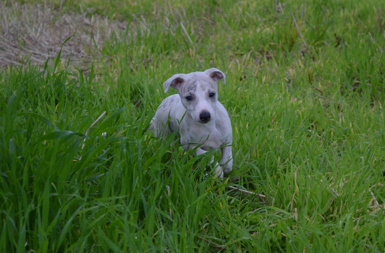 Whippet valp