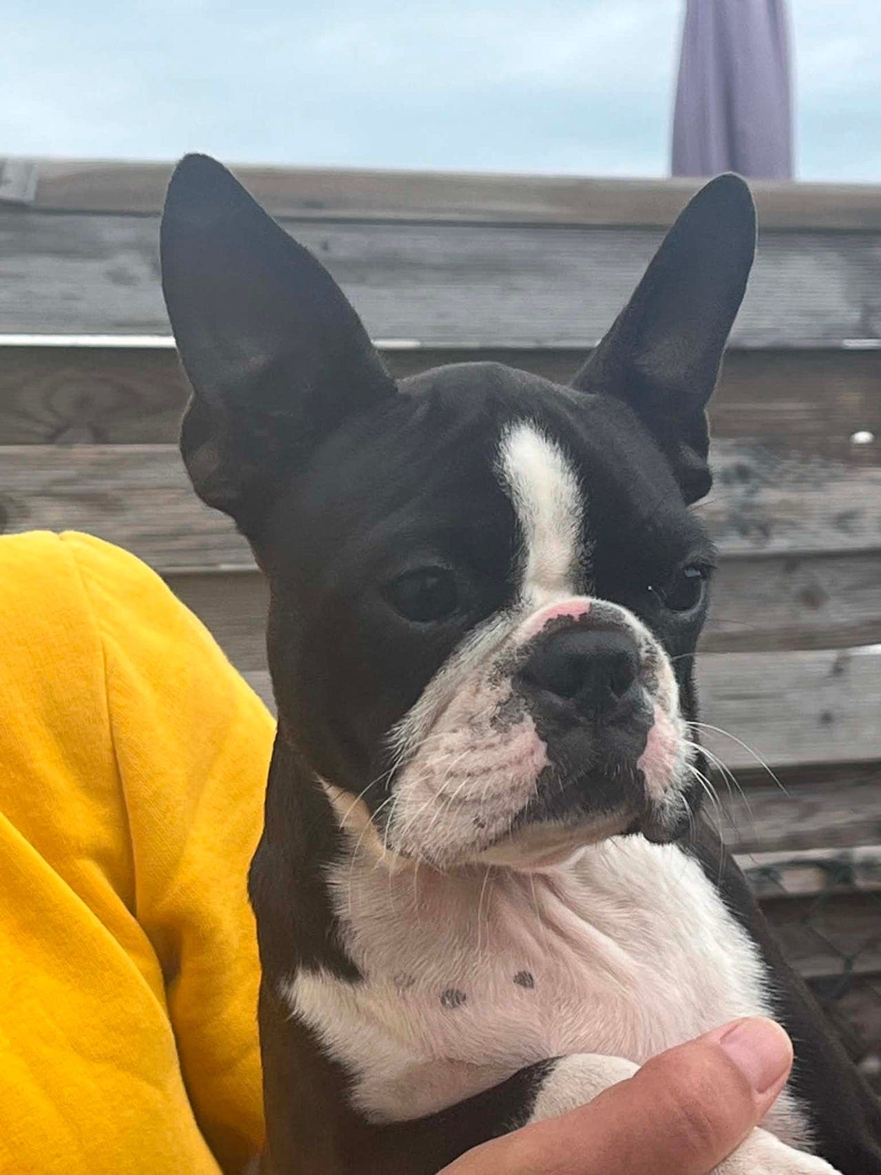 Boston Terrier tils