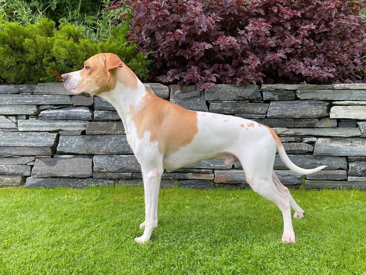 Pointer omplasseres som trekkhund og treningskompis