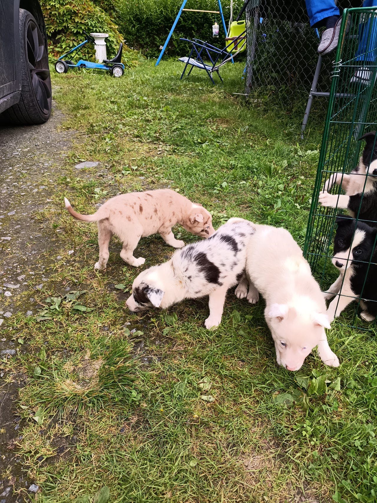 Border collie valper