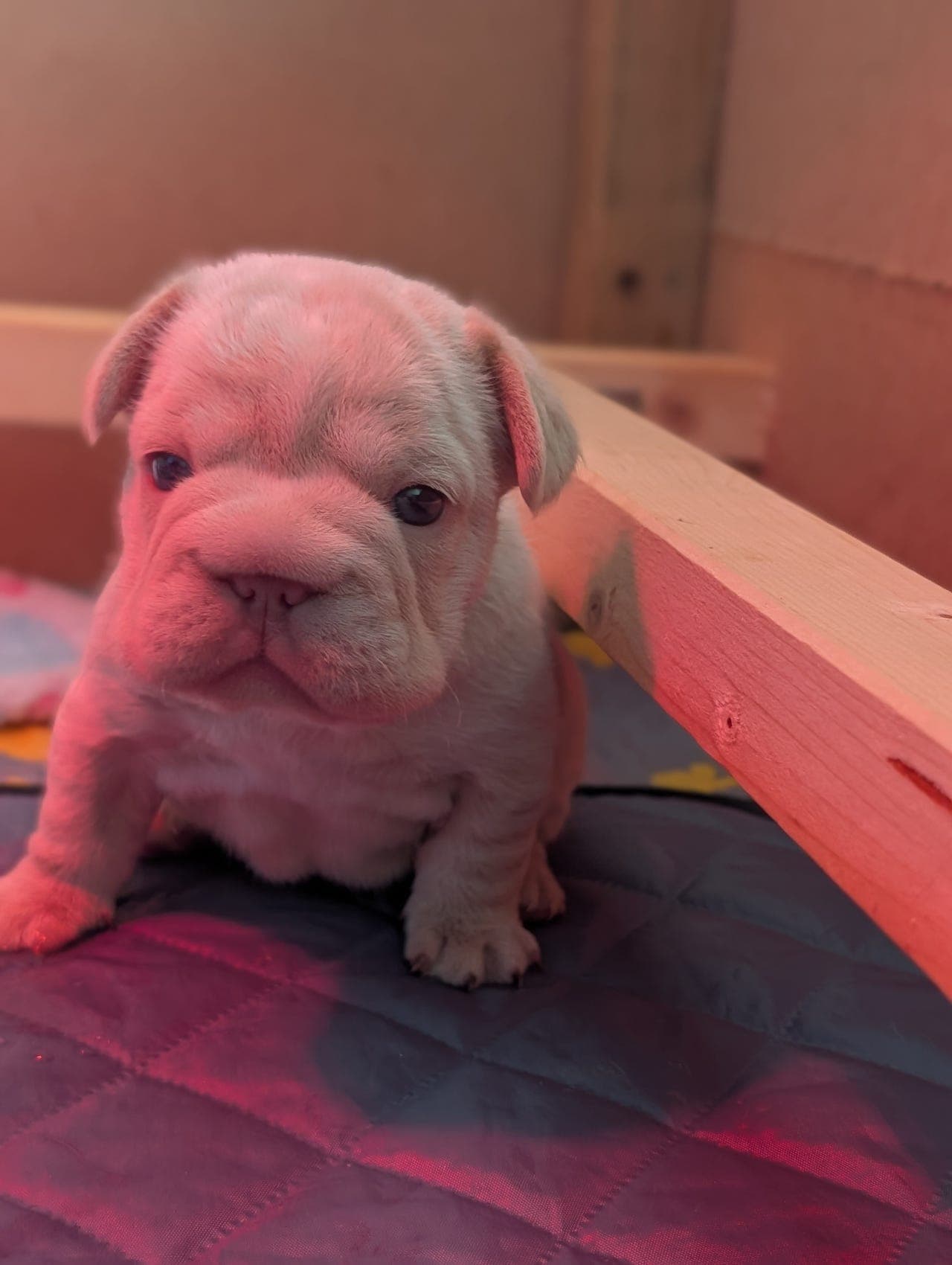 Fransk Bulldog Platinum, new shade Isabella