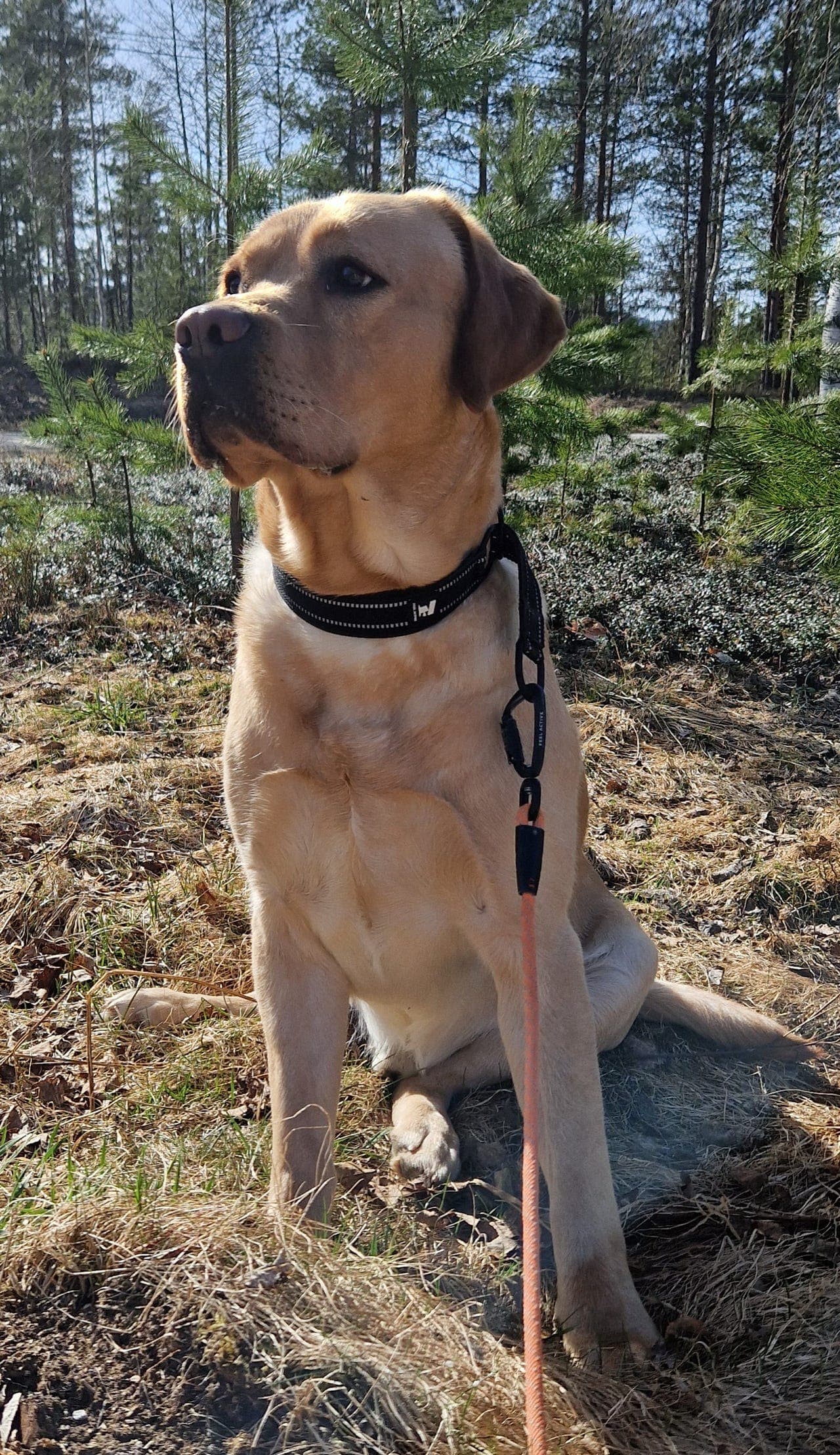 Labrador hannhund omplasseres!