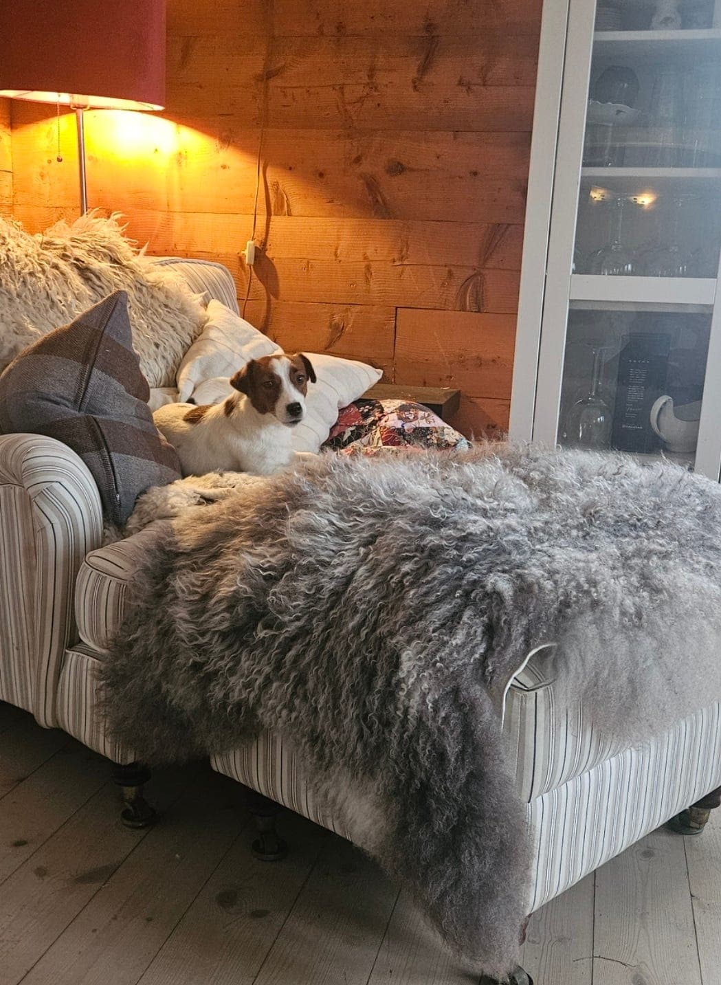 Trivelig  voksen  nkk reg  jack  russell  tispe.