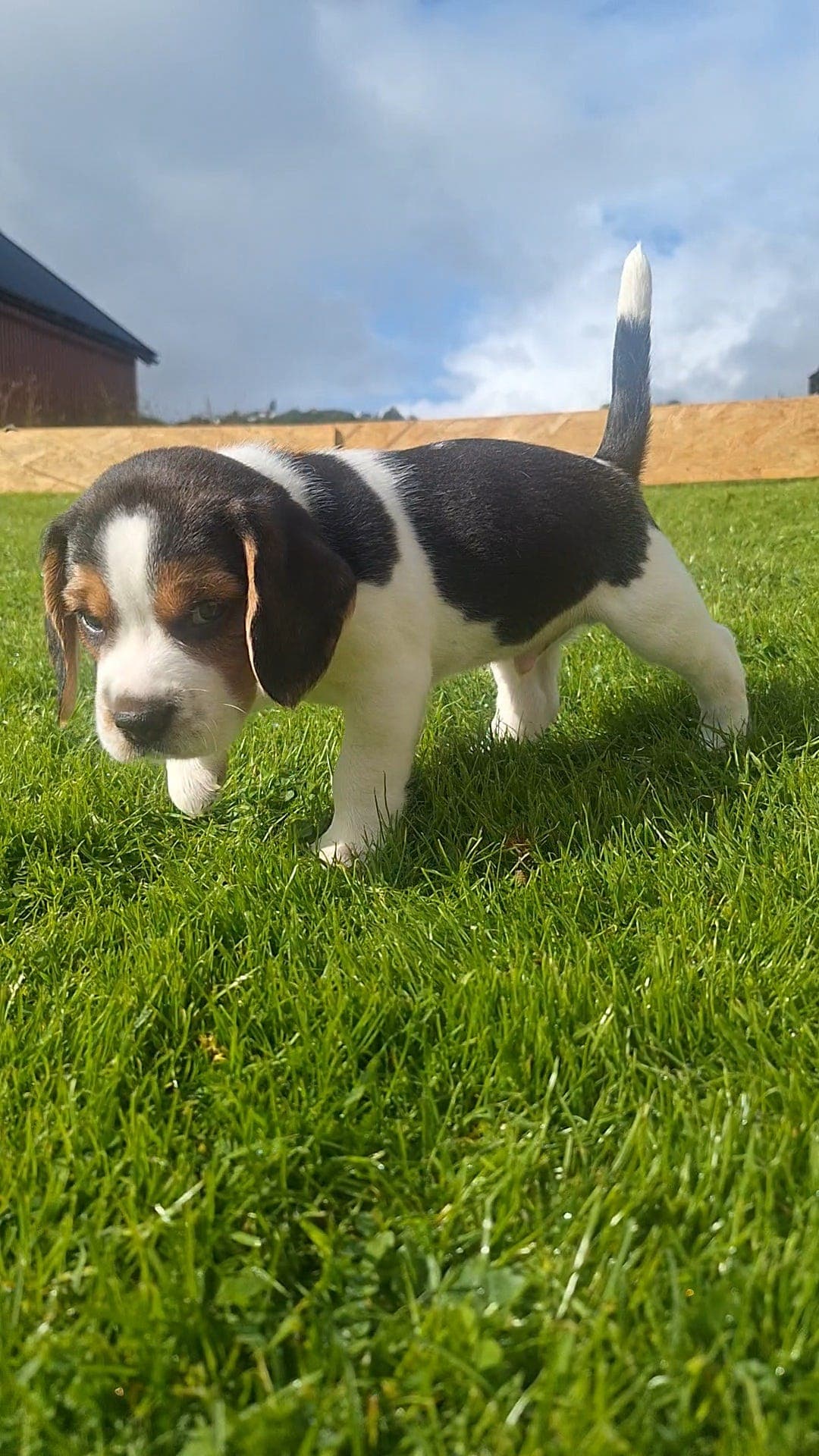 Fine Beaglevalper, leveringsklare i september🩷💙