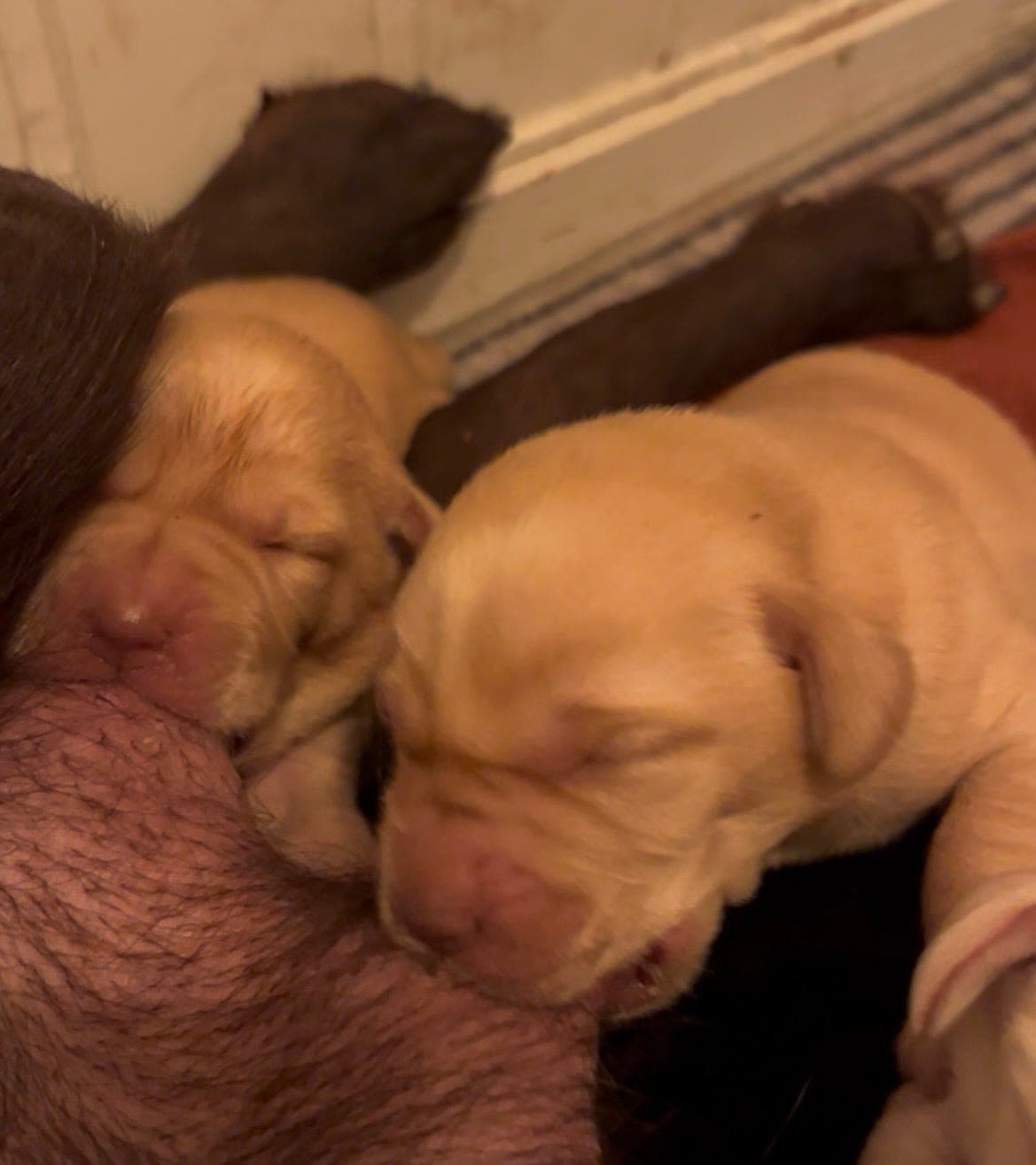 Labrador valper