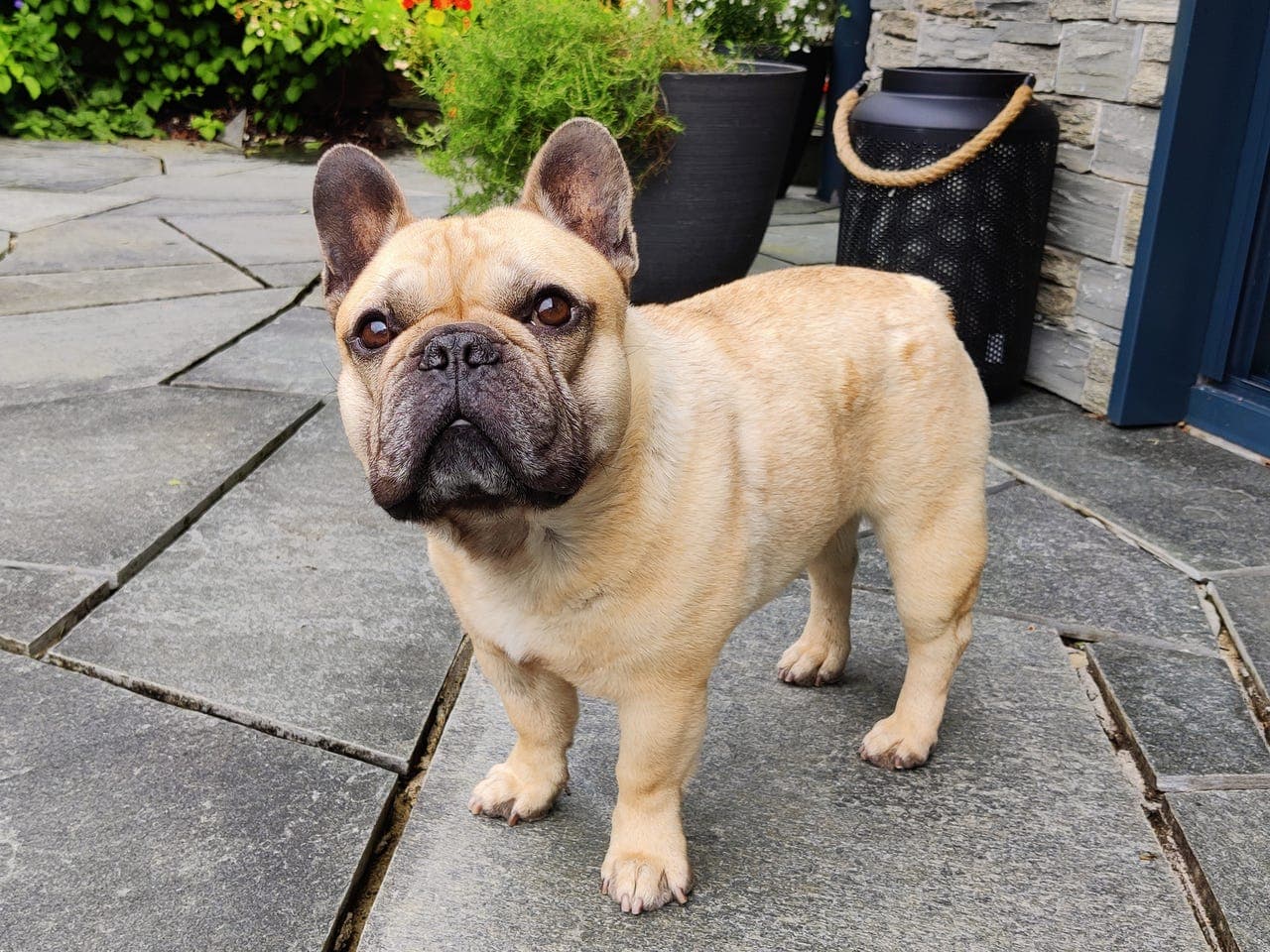 Omplassering fransk bulldog
