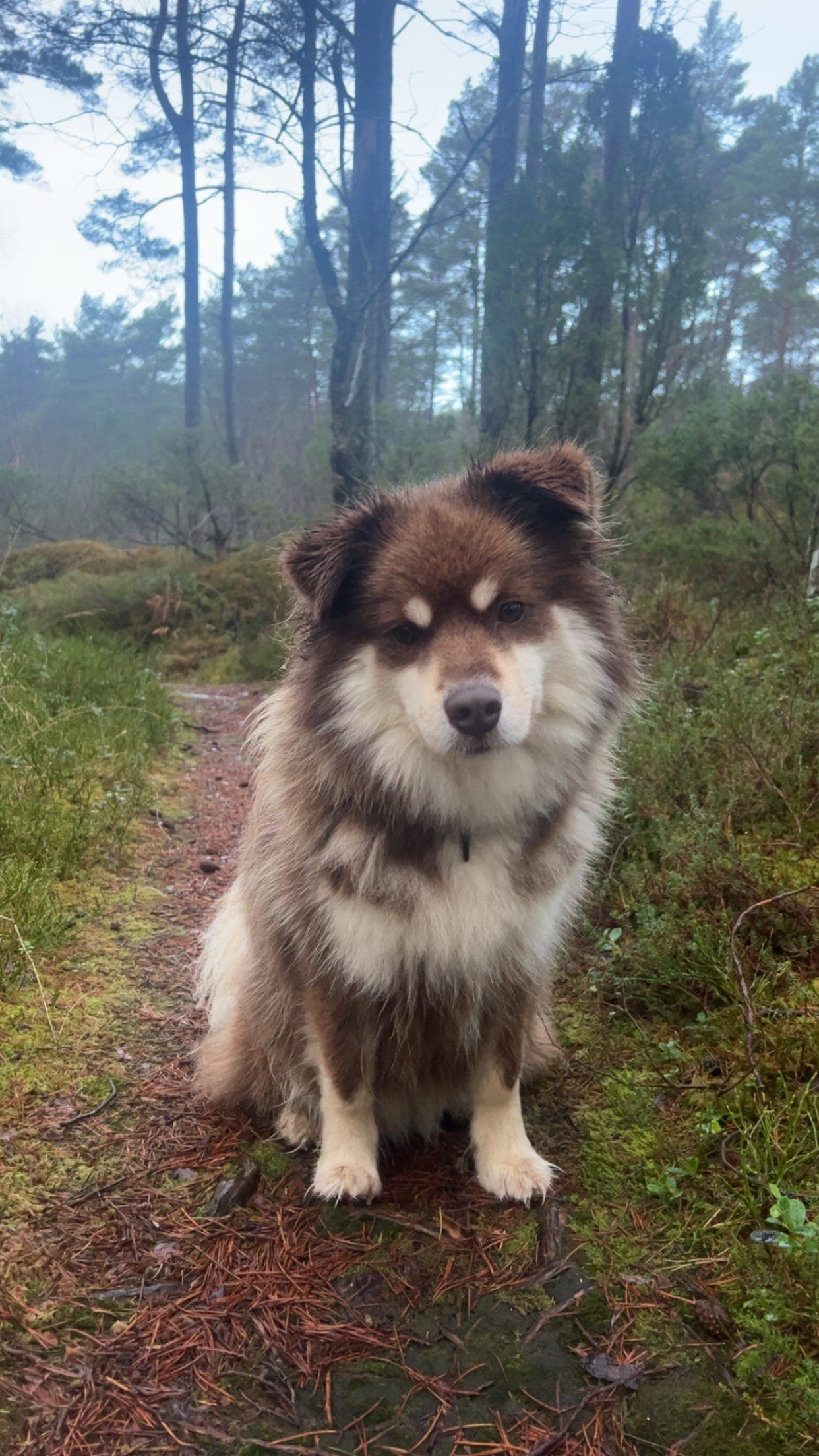 Finsk lapphund valper