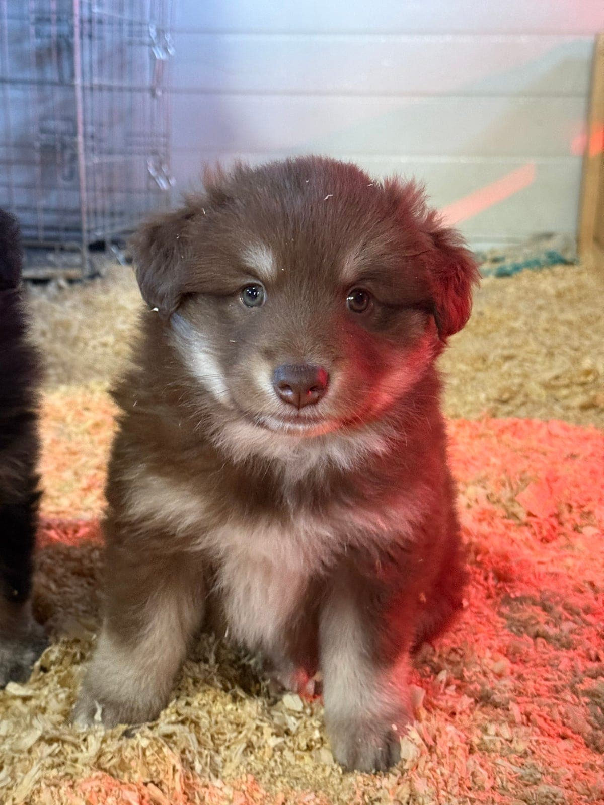 Finsk lapphund valper