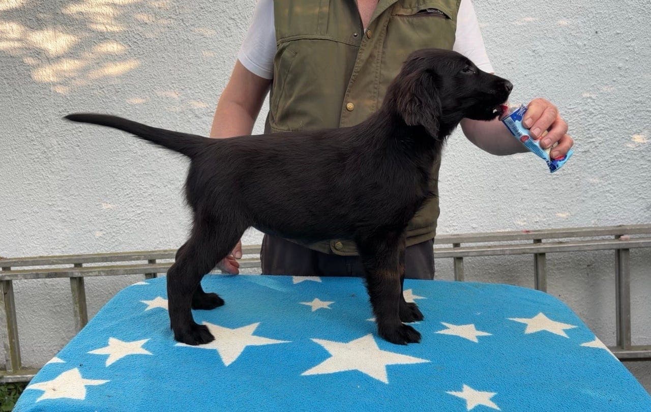 ❤️🐾Flat coated retriever tispevalp 🥰❤️