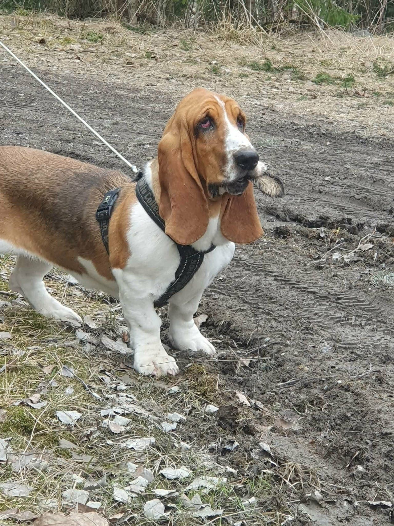 Basset Hound tispe vurderes solgt