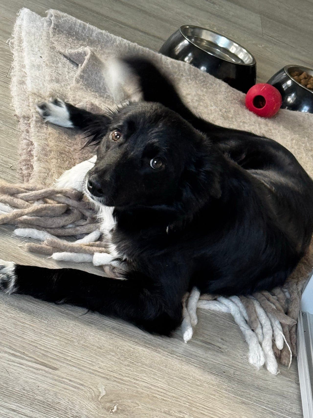 Bordercollie vurderes omplassert