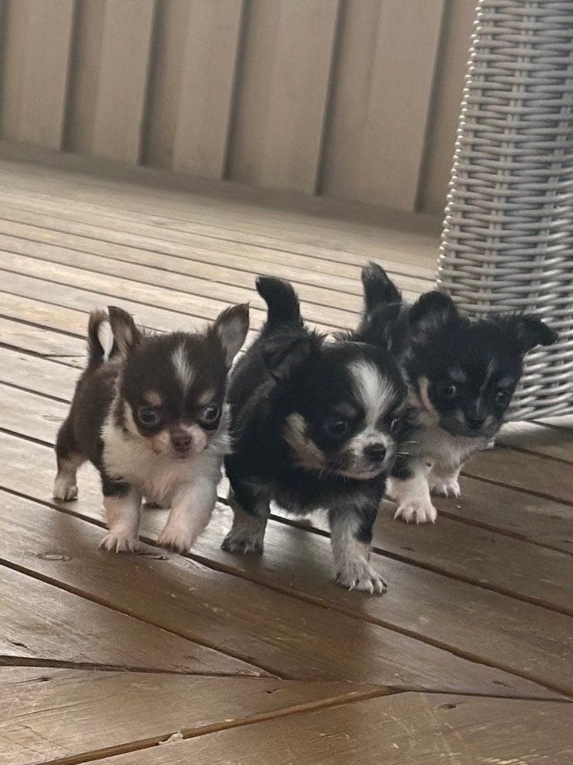 Chihuahua valper