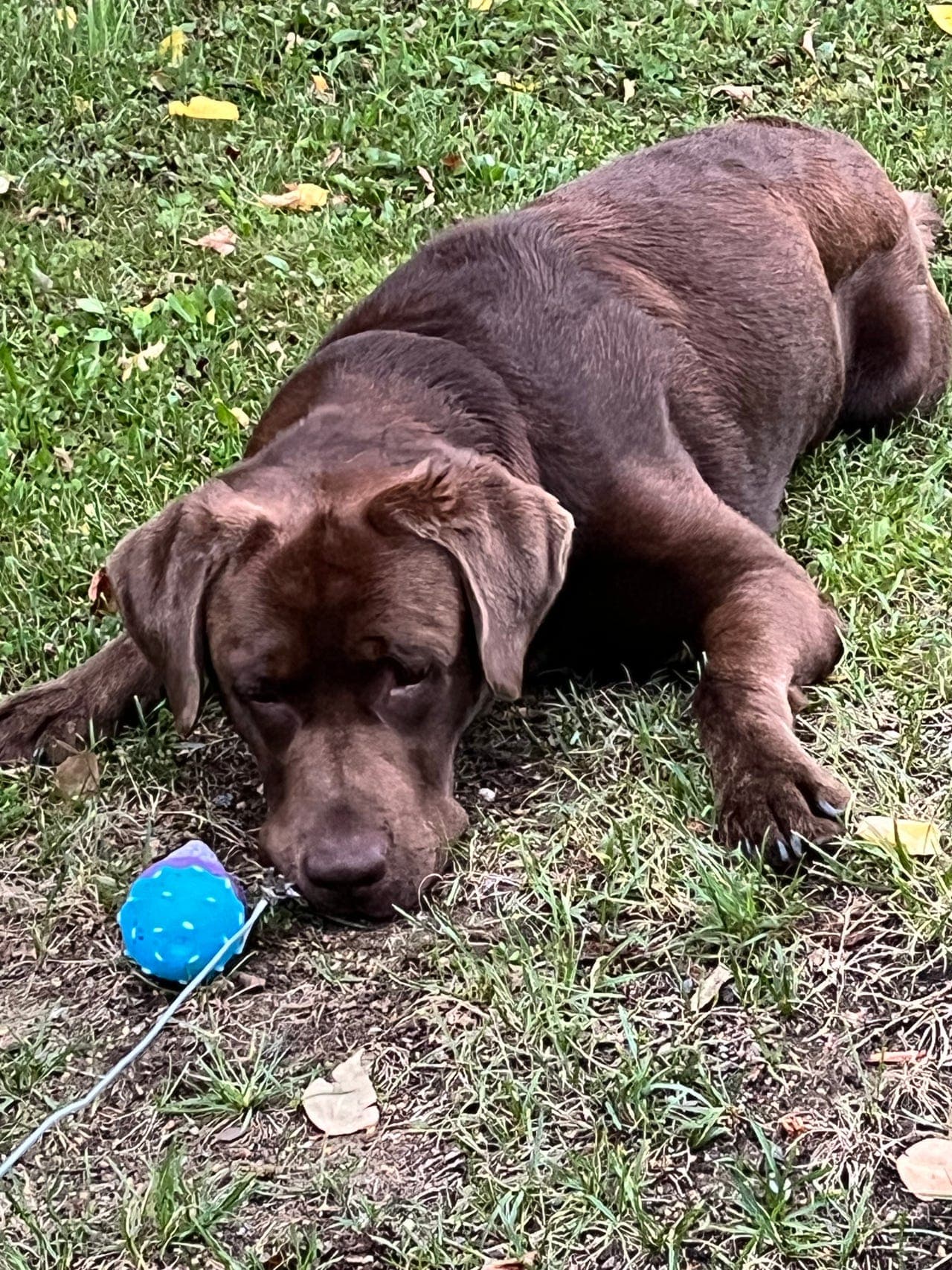 Hund ønskes omplassert grunnet allergi