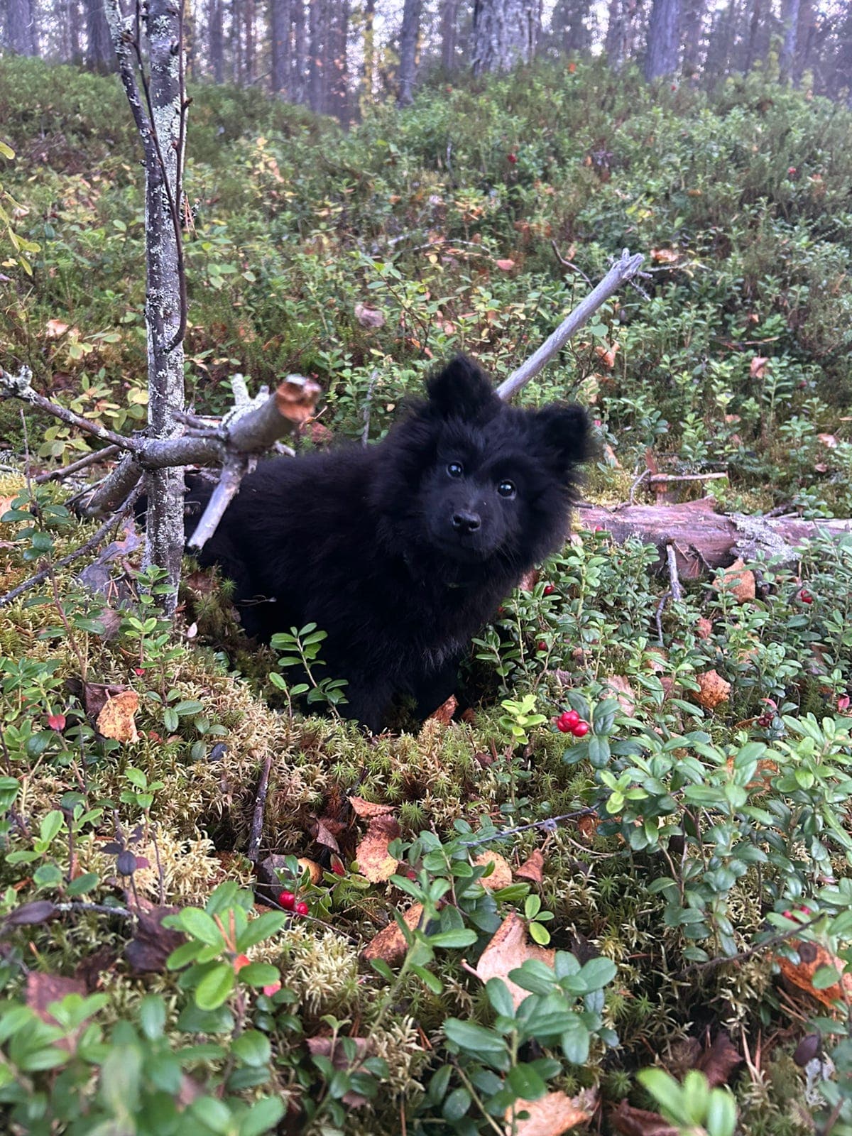 Svensk lapphund valper