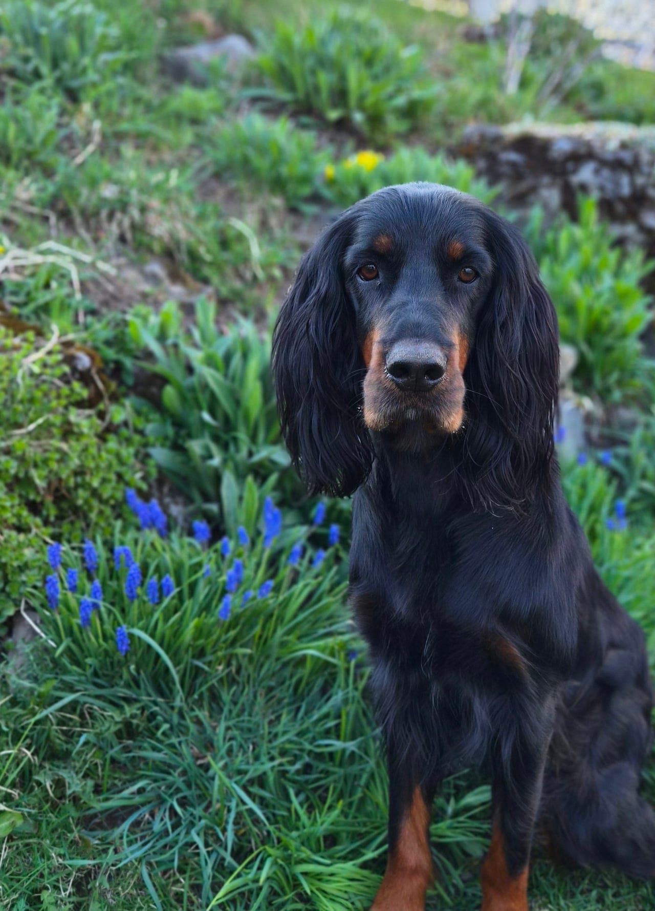 Gordonsetter valper