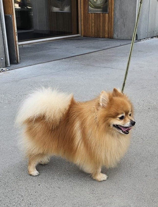 Ren Rase Pomeraninan