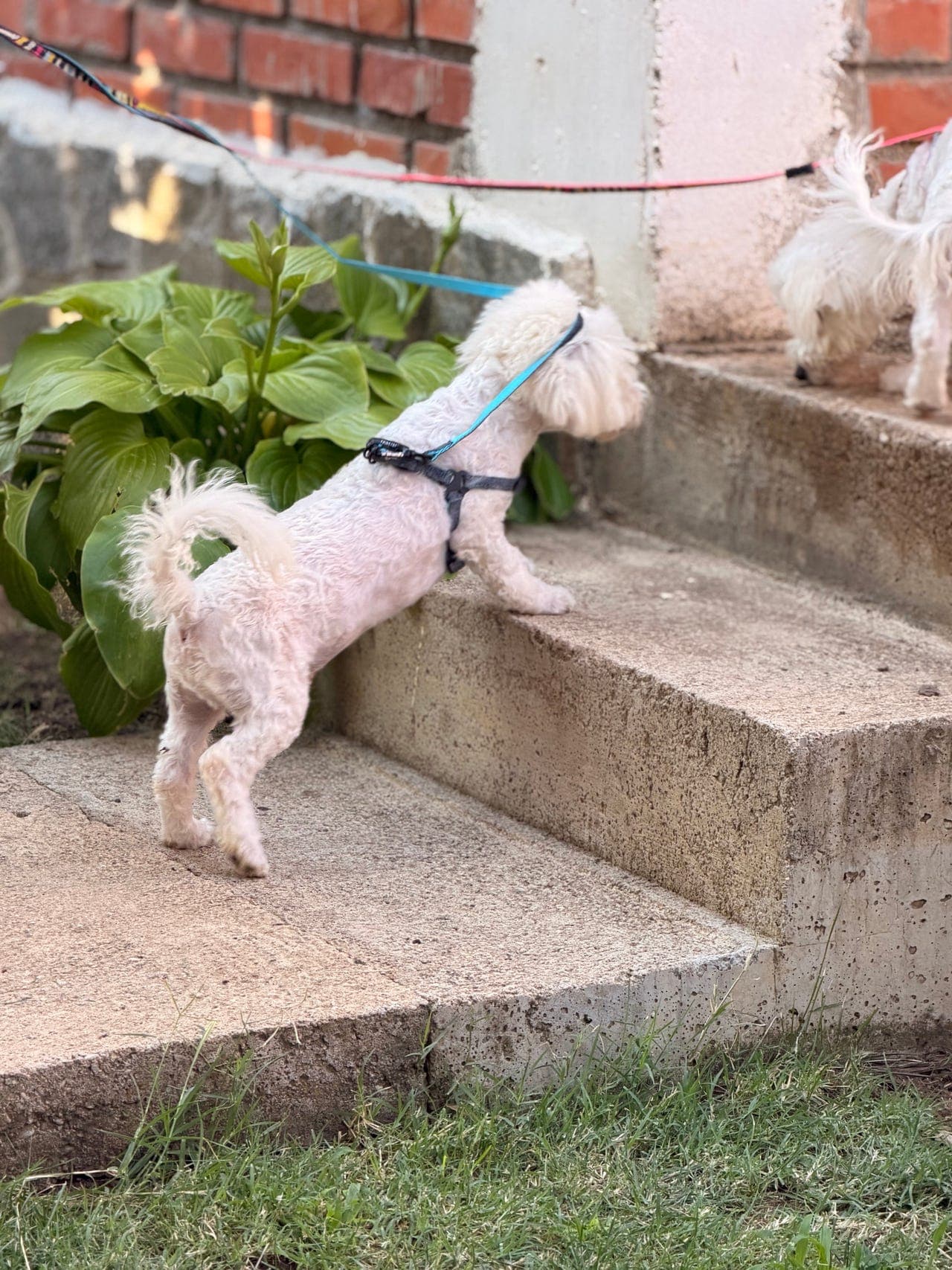 🐶 Nydelig Bichon Frisé-hannhund – Tedy søker sitt nye hjem ❤️